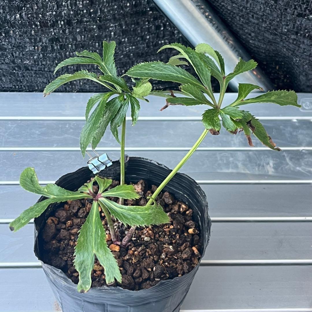 ま*ん様 ❤️根充実❤️沢山新芽❤️717超個性的⭐️花火的お顔と細葉がGood