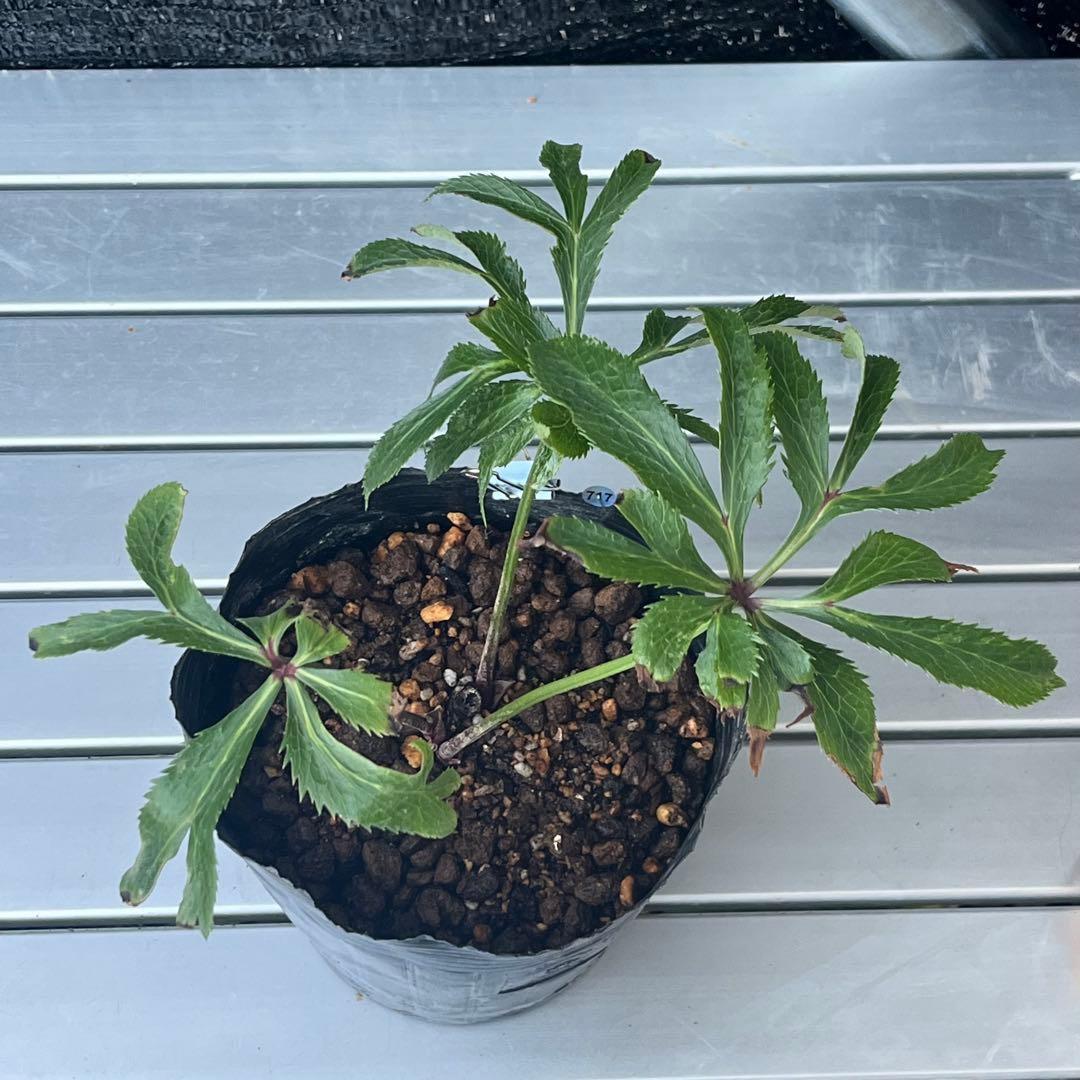 ま*ん様 ❤️根充実❤️沢山新芽❤️717超個性的⭐️花火的お顔と細葉がGood