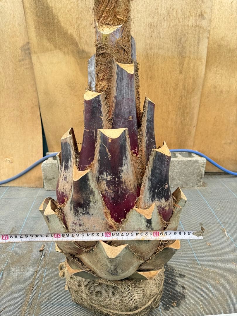 ココスヤシシルバーリーフ【極太】葉先270cm幹回り110cm 幹高60cm