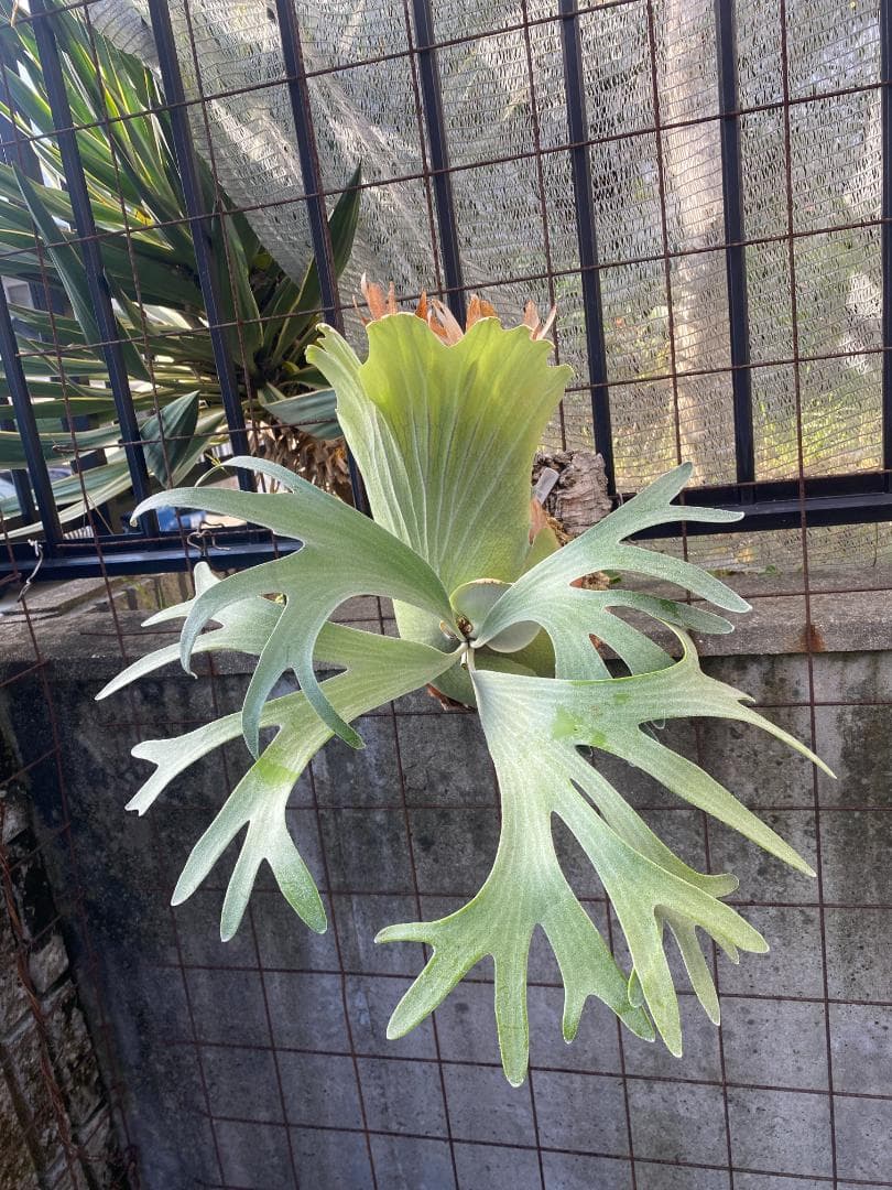 k*n様 バンナ＃Ａ　大株　子株付き　11/1