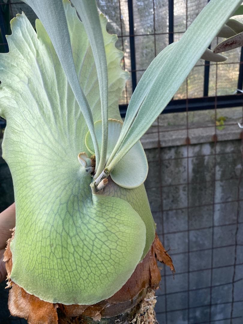 k*n様 バンナ＃Ａ　大株　子株付き　11/1