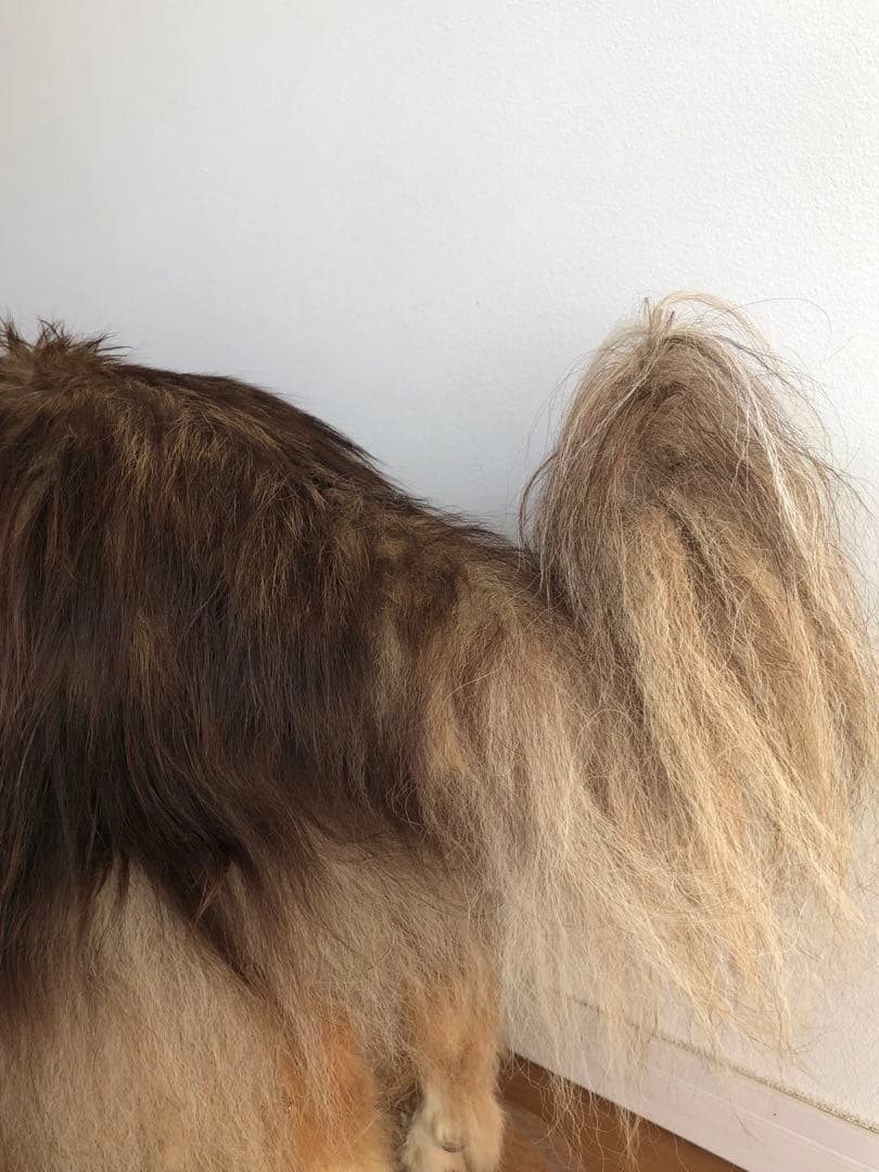 Taxidermy リアル犬の置物 茶色と白 約