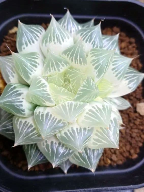 【白蛇伝】極上株　完璧子株付き　親株サイズ