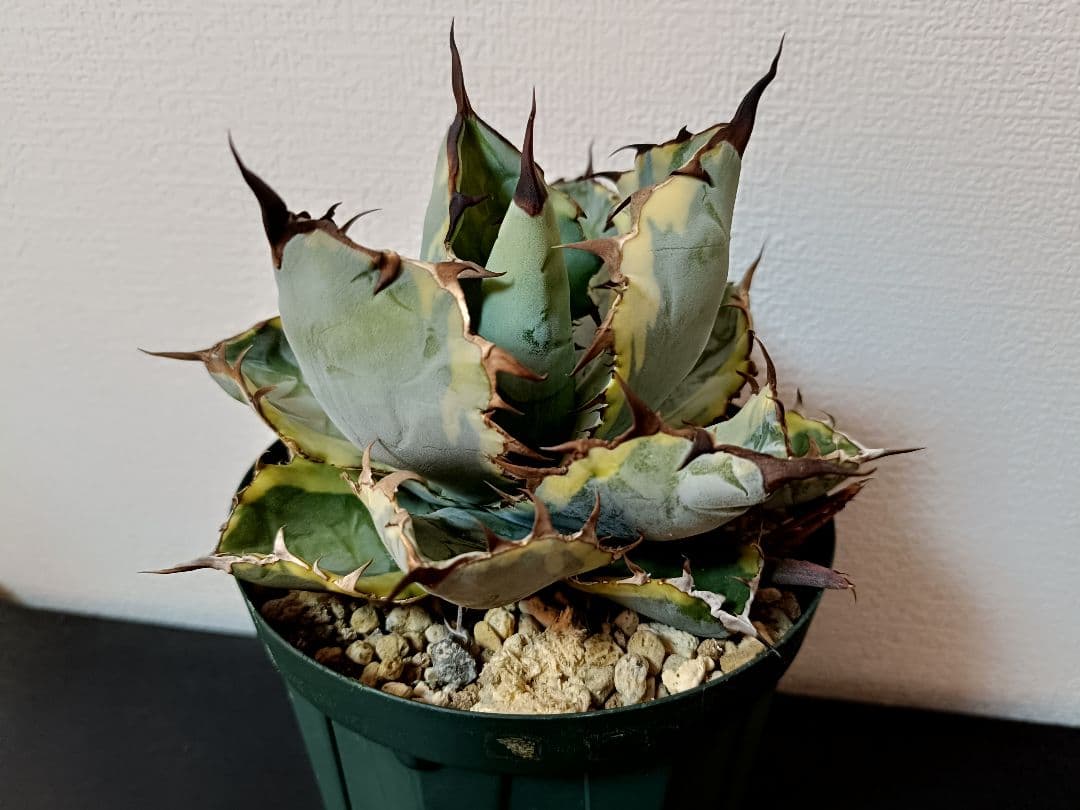 アガベ　BB錦　子株付　ブラックダイヤモンド10