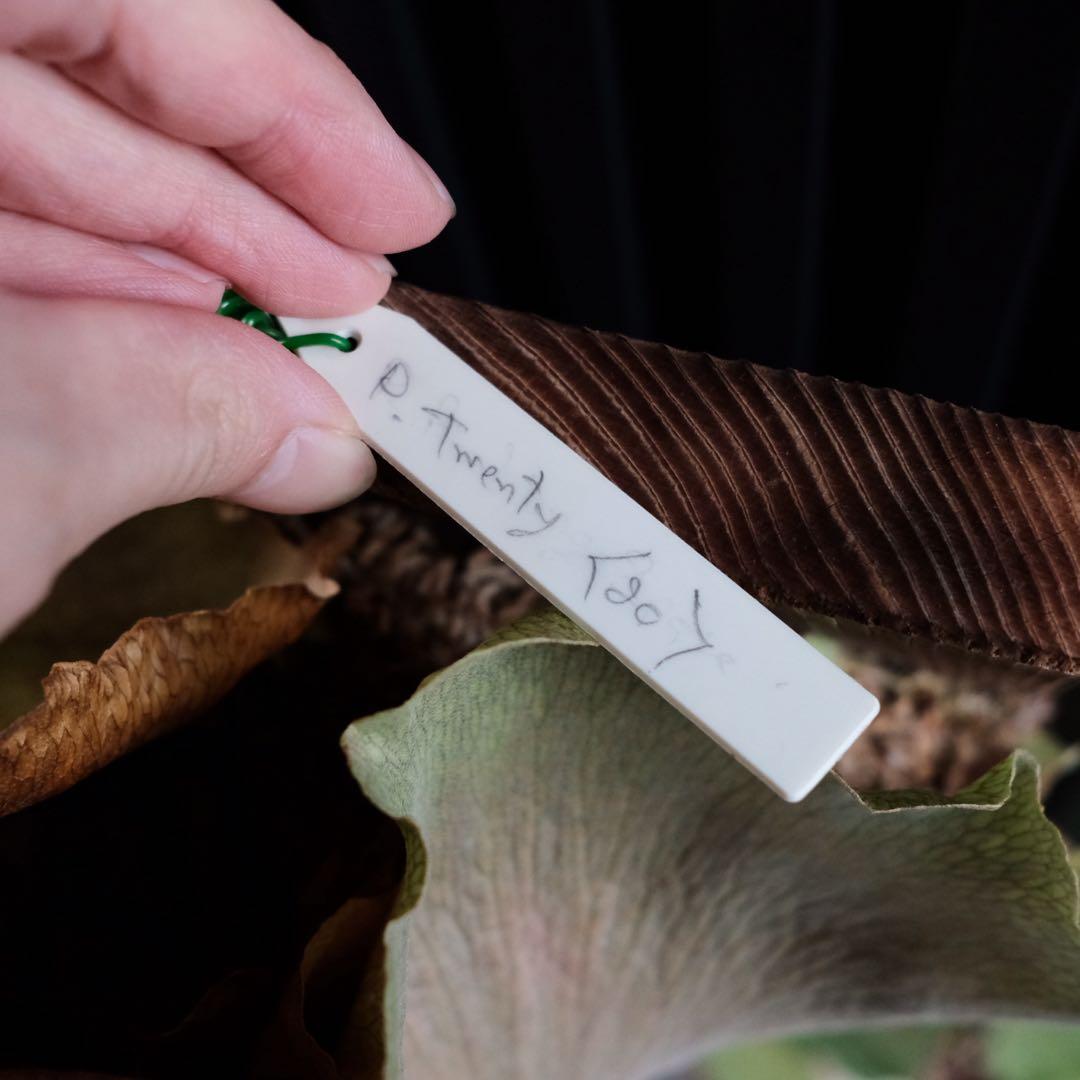 現品親株　大株　ビカクシダ　ヒリー　twenty OC yot#20