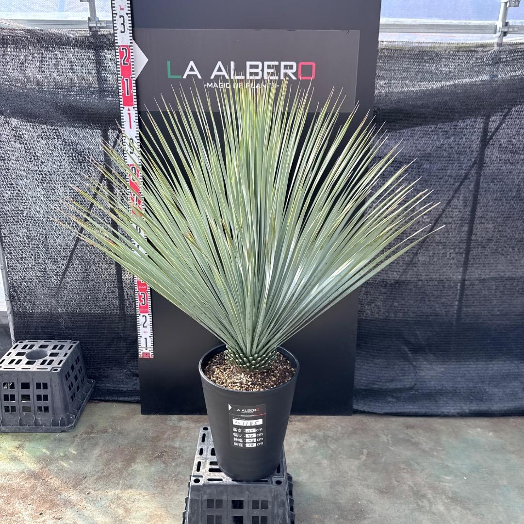 【AL1185】ユッカ　ロストラータ　ランチョブルー