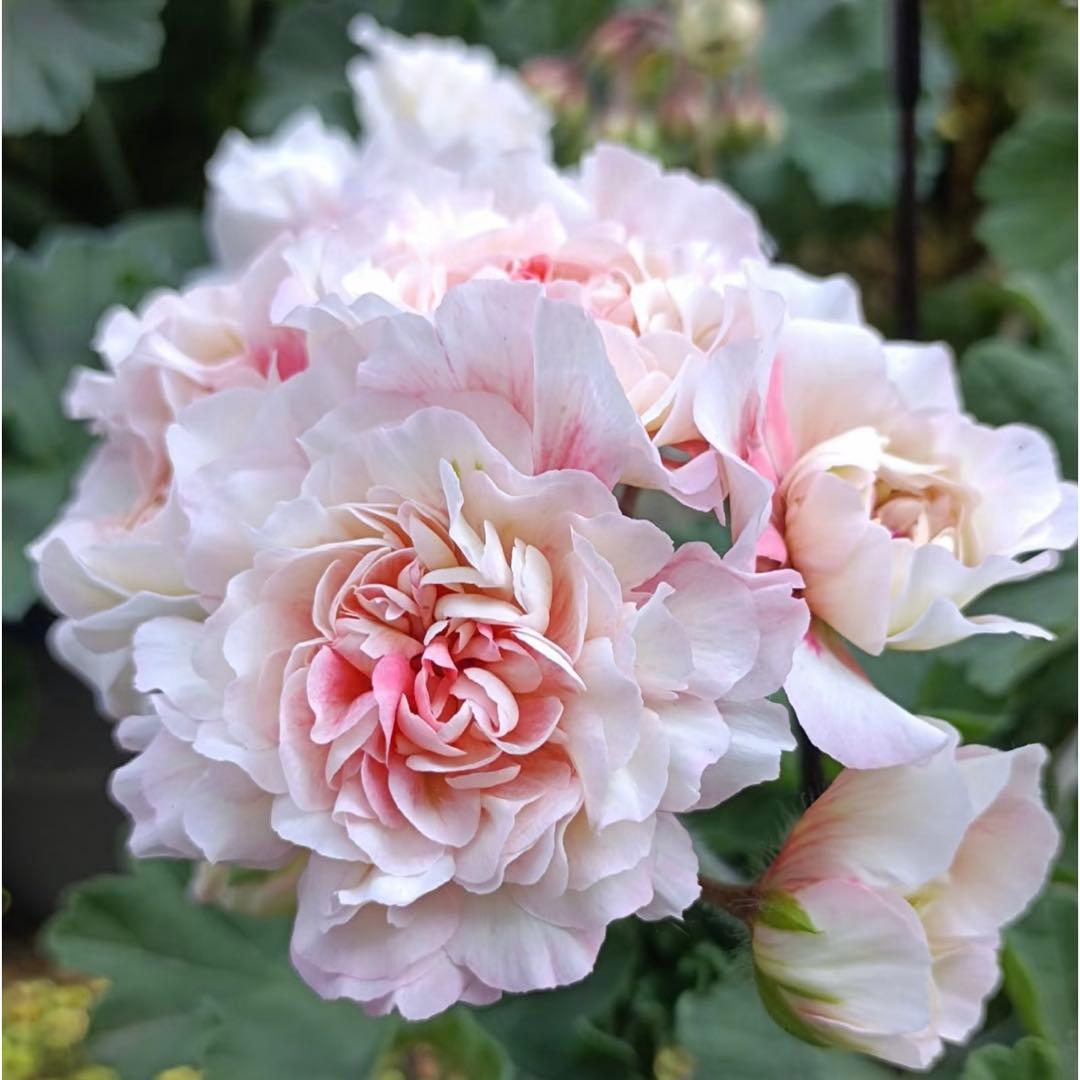 超珍しいゼラニウム　希少品種ゼラニウム　レア品種ゼラニウム　ECO01