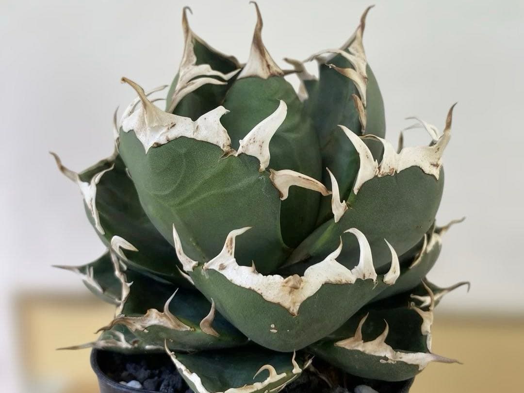 チタノタ　ピカチュウ　105プレステラ