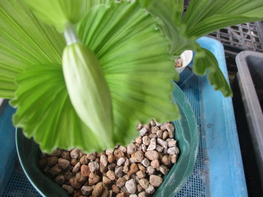 山野草、日本産クマガイソウ（素心）大の花芽2芽付き（キ10）