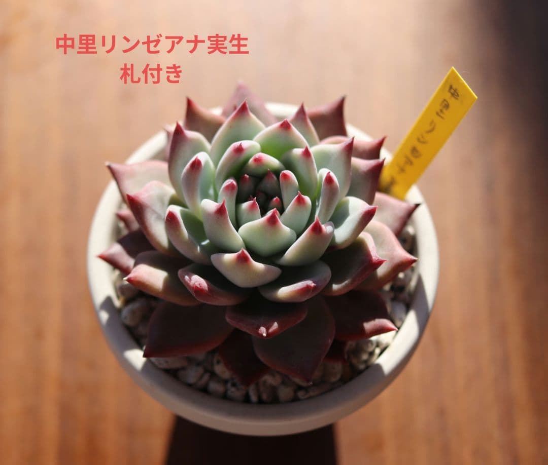 ち*ん様 サボテン相談室　リンゼアナ実生