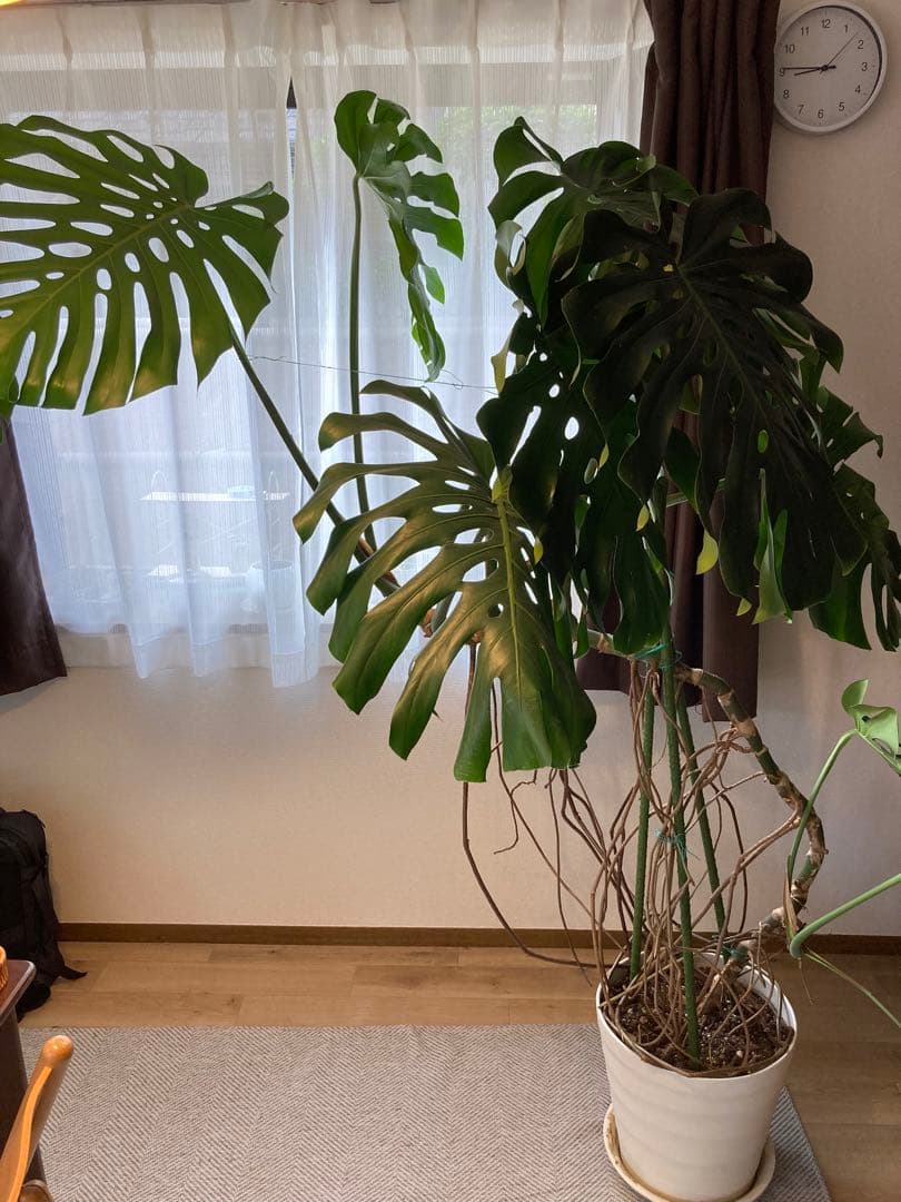 フェニックス　レア物　巨大❗️モンステラ　デリシオーサ　根上り❗