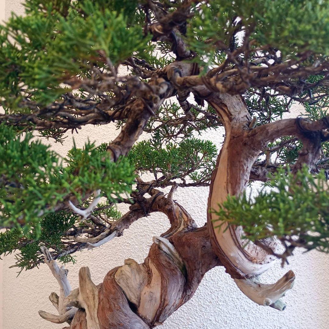 盆栽 真柏　樹高鉢底より約50cm