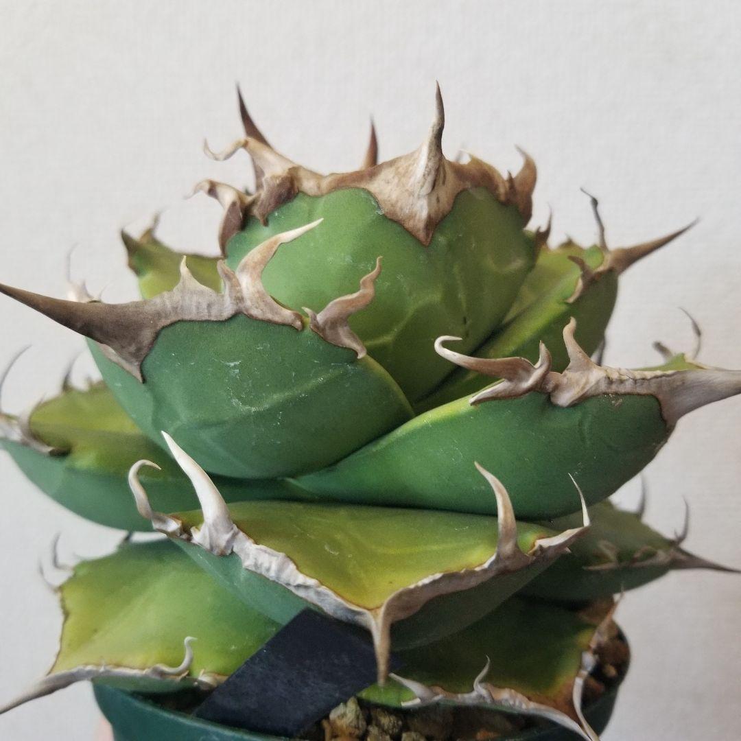 アガベ　超肉厚