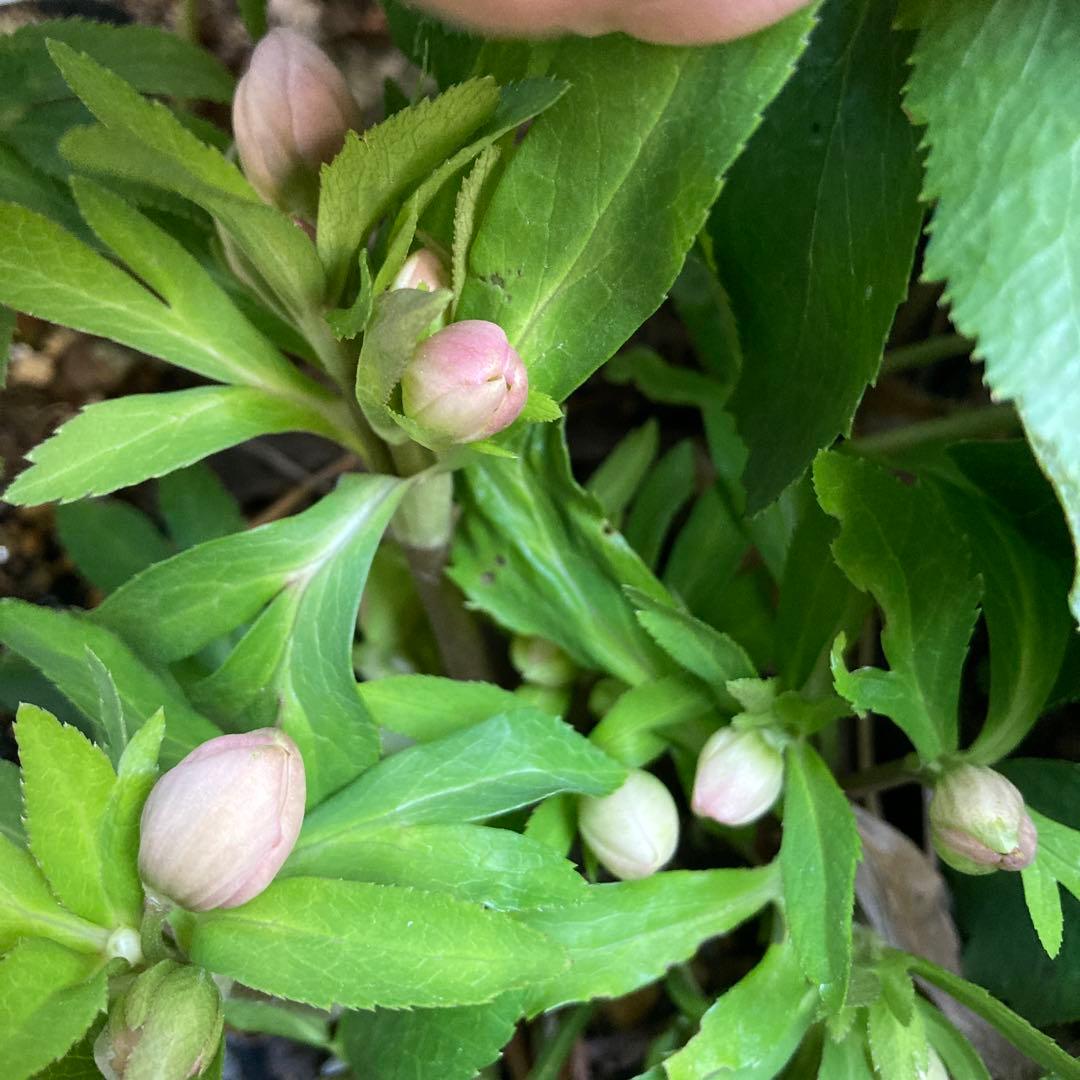 クリスマスローズ　小輪多花　株分け前提