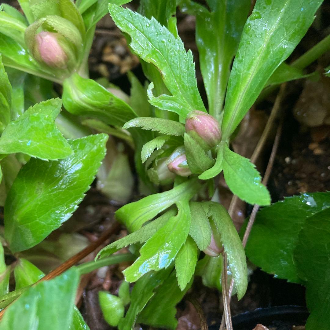 クリスマスローズ　小輪多花　株分け前提