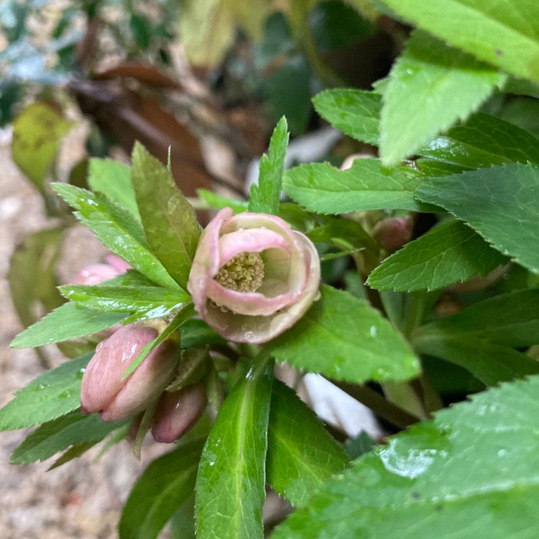 クリスマスローズ　小輪多花　株分け前提