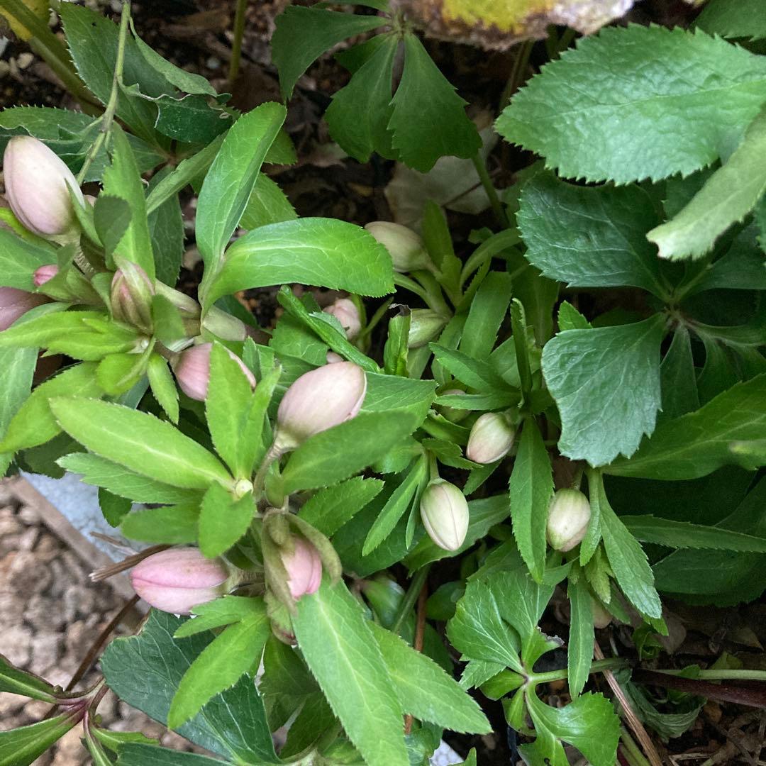 クリスマスローズ　小輪多花　株分け前提