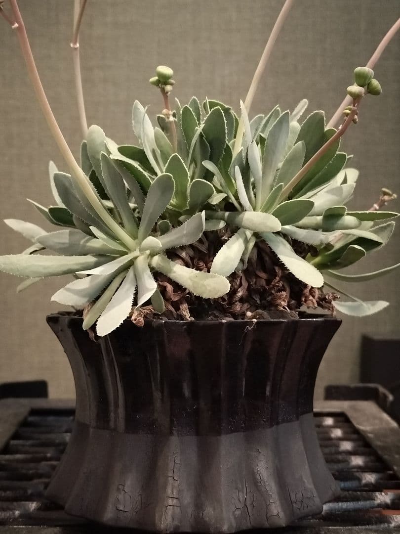 オトンナ レトロルサ 礎礎 鉢 発根 現地球 検)カタフ パキプス コミフォラ