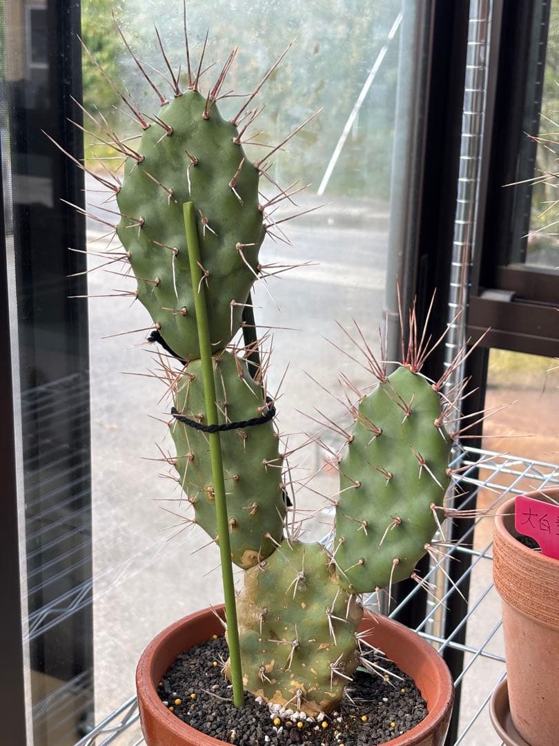 多肉植物 硫黄団扇　狂刺シリーズ