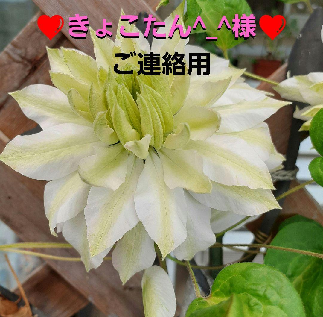 ♡きょこたん^_^様♡ 　　確認用　❤️ご連絡用❤️