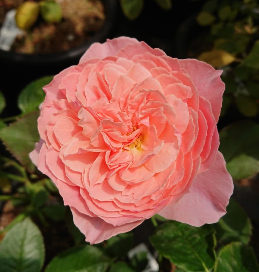 ricp*玉葱苗→プロフ見てください✤✼