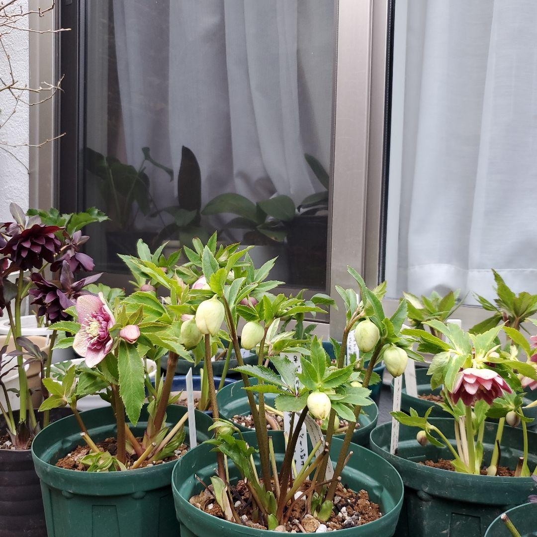 クリスマスローズ苗