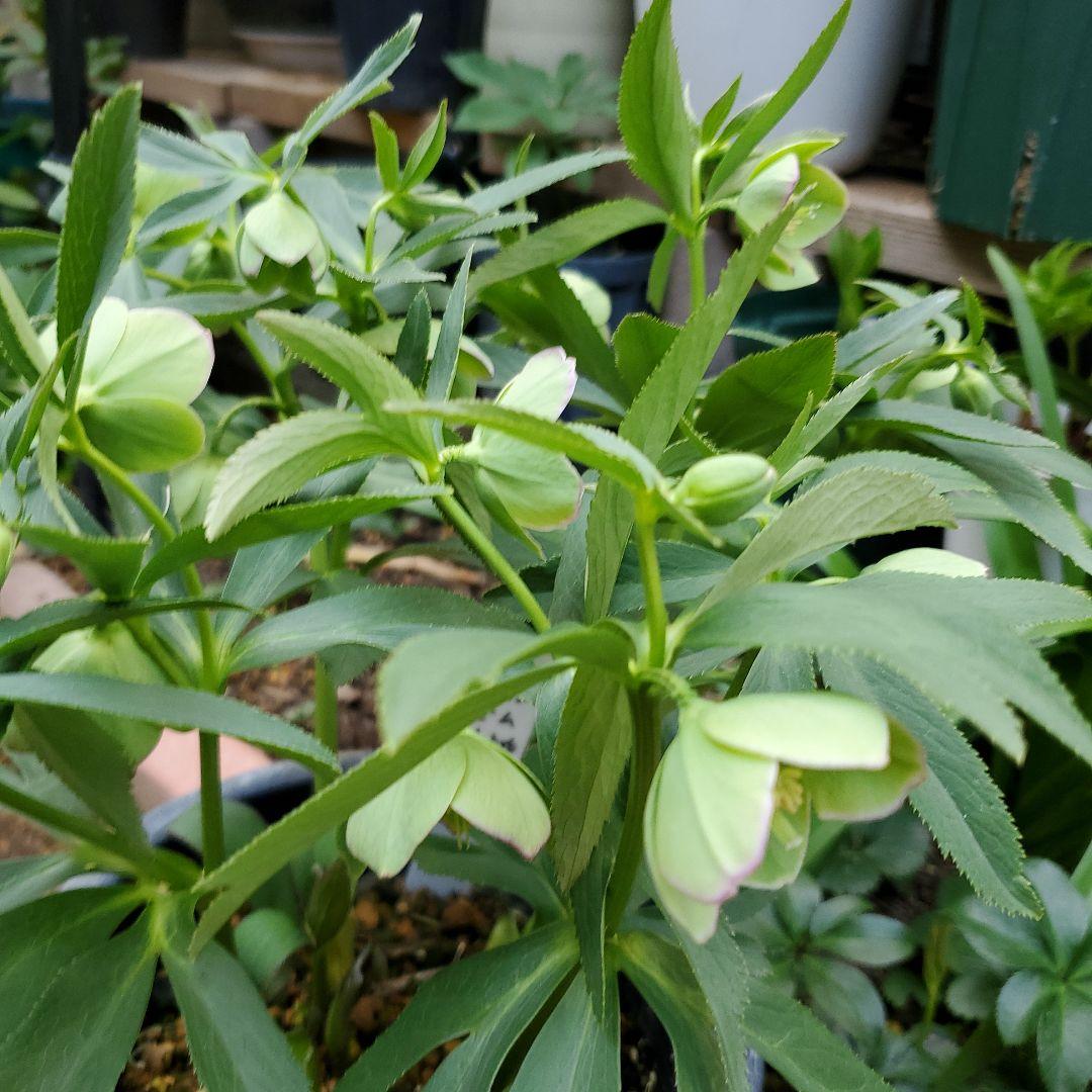 クリスマスローズ苗