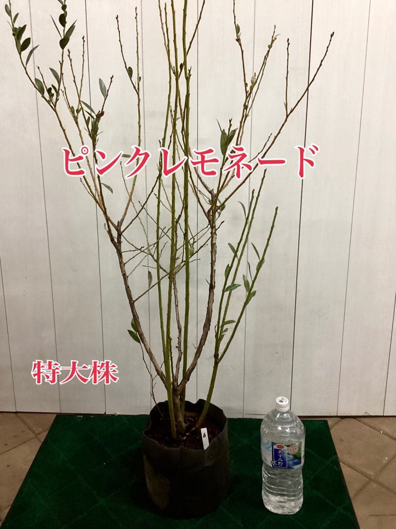 ブルーベリー　ピンクレモネード　特大株　８寸植　果樹苗木　果実苗木　果樹苗　6