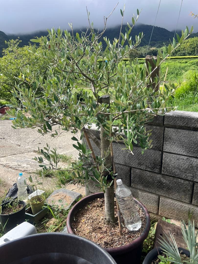 オリーブ　古木
