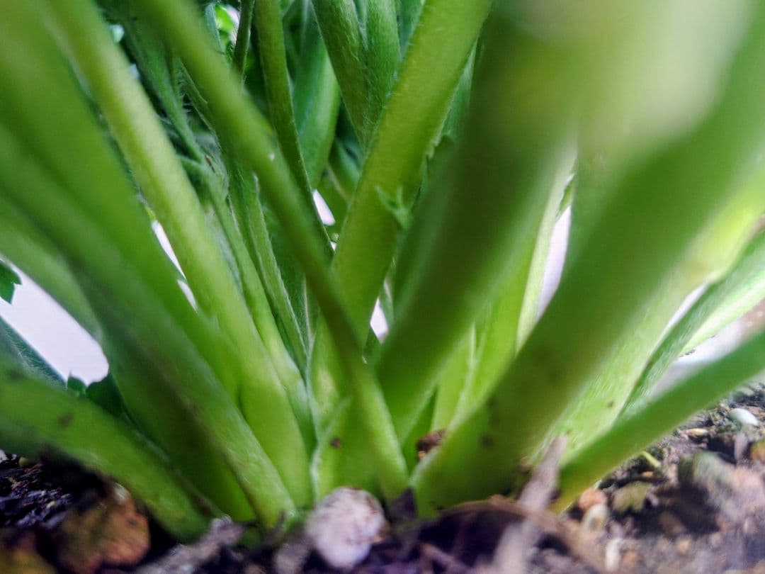 宿根草【タグ付】ラナンキュラスポンポン『アリス』４号【フェミニン】ポット苗　発送