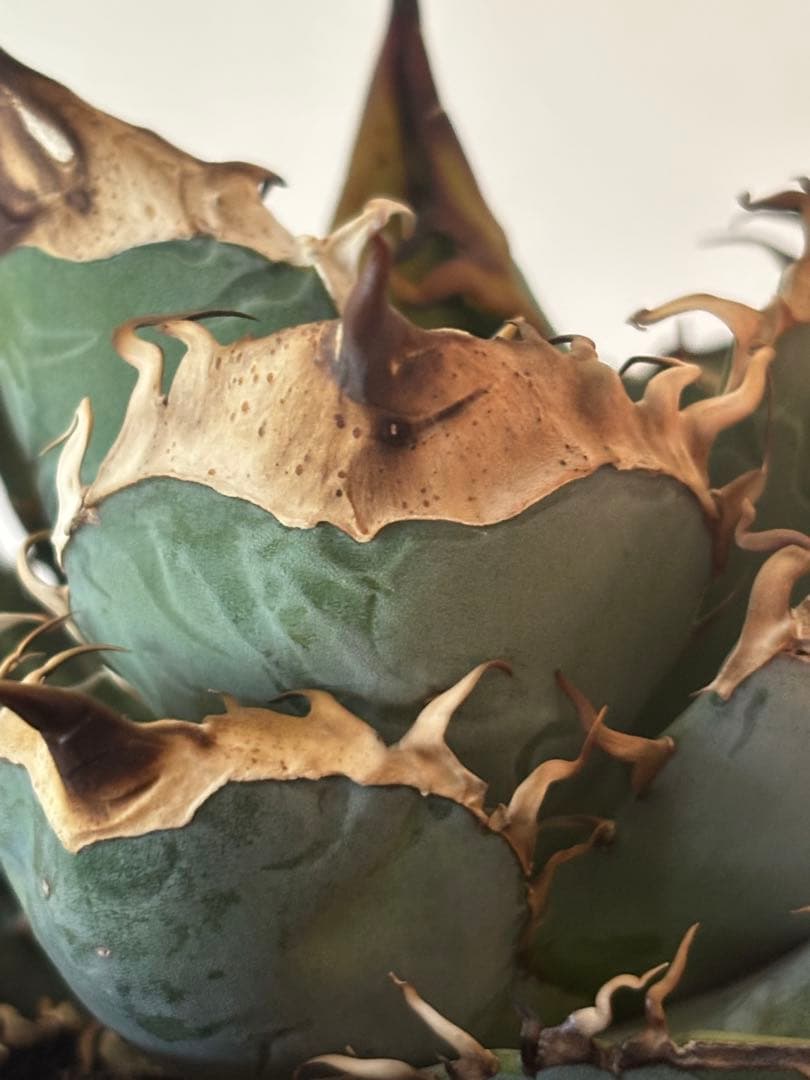 オアハカオテロイ実生