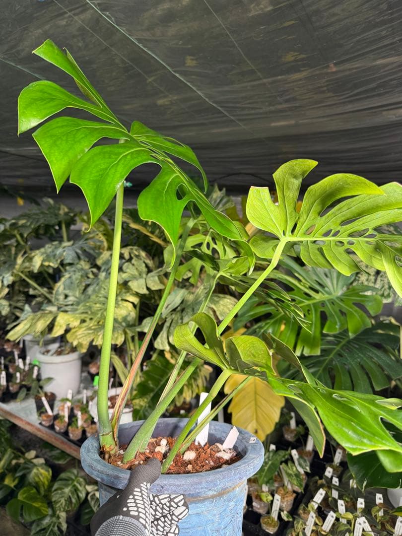 2モンステラ　デリシオーサ　チェンマイ　Chiang Maiフォーム　送料込み