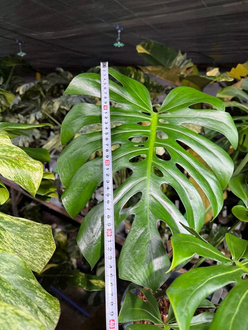 2モンステラ　デリシオーサ　チェンマイ　Chiang Maiフォーム　送料込み