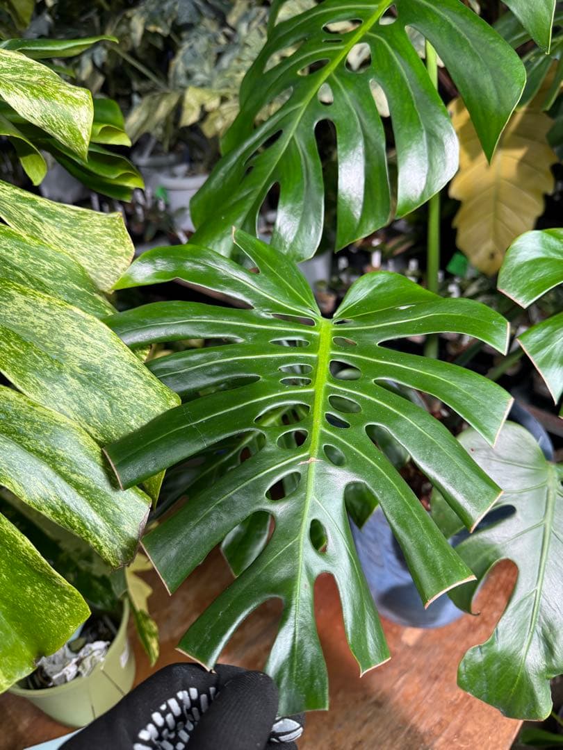 2モンステラ　デリシオーサ　チェンマイ　Chiang Maiフォーム　送料込み