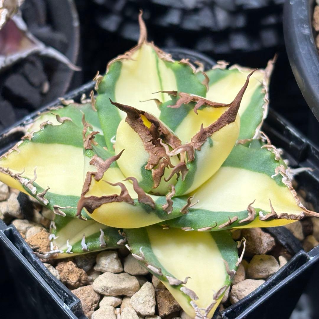 アガベ チタノタ 札落ち 斑入り