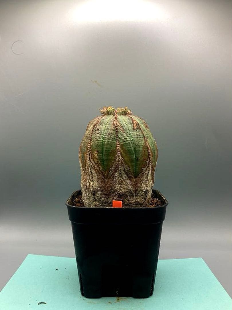 《3号O》ユーフォルビア　オールド　オベサ　雌株