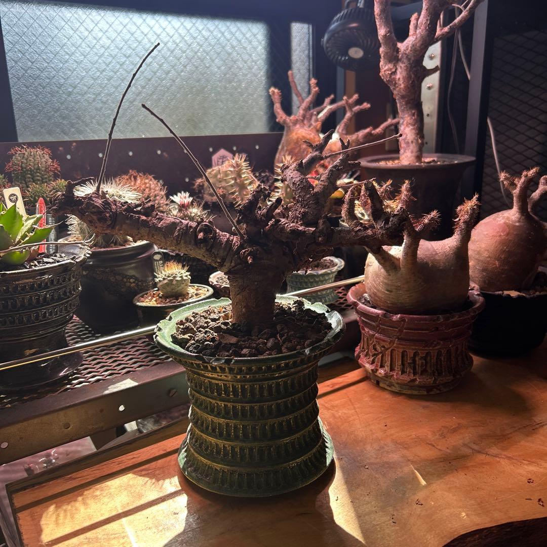 ボスべリア　ネグレクタ