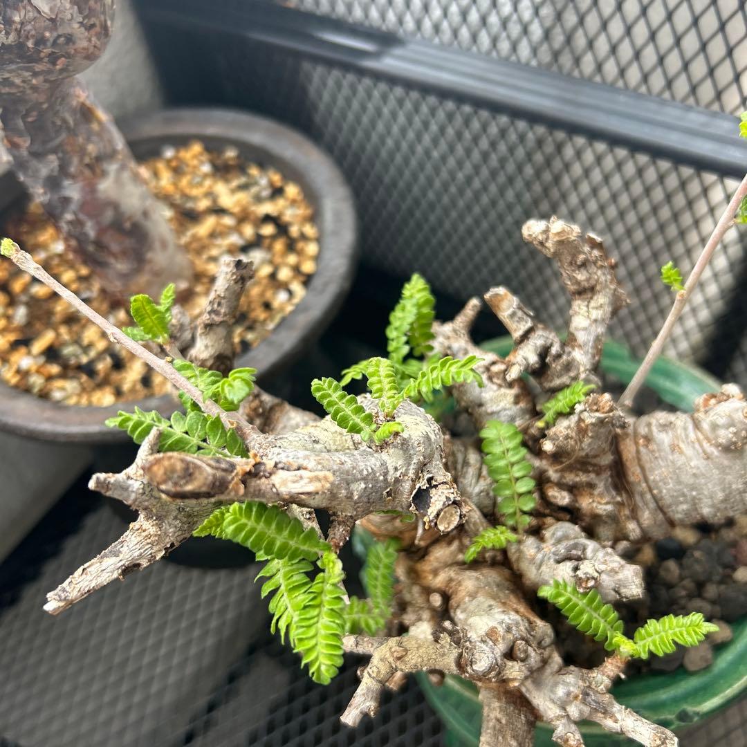 ボスべリア　ネグレクタ