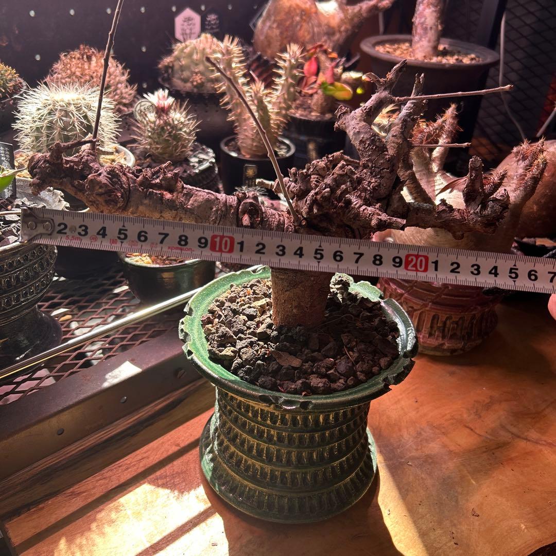 ボスべリア　ネグレクタ