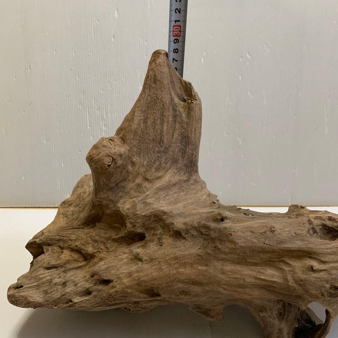 アク抜き済み流木　No.050 .039.031.239.393