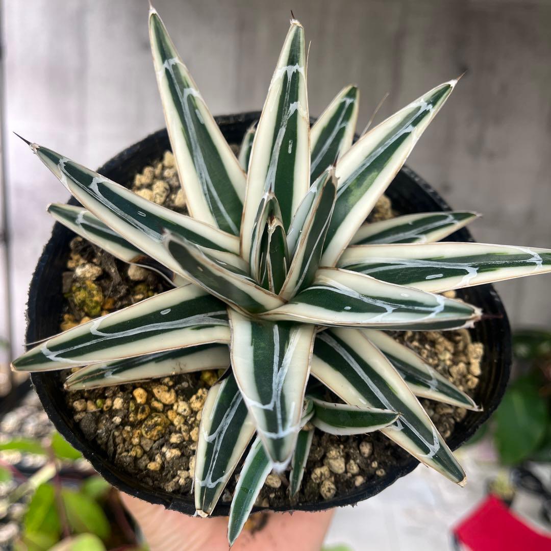 アガベ氷山極上株子株付き斑入り抜き苗発送