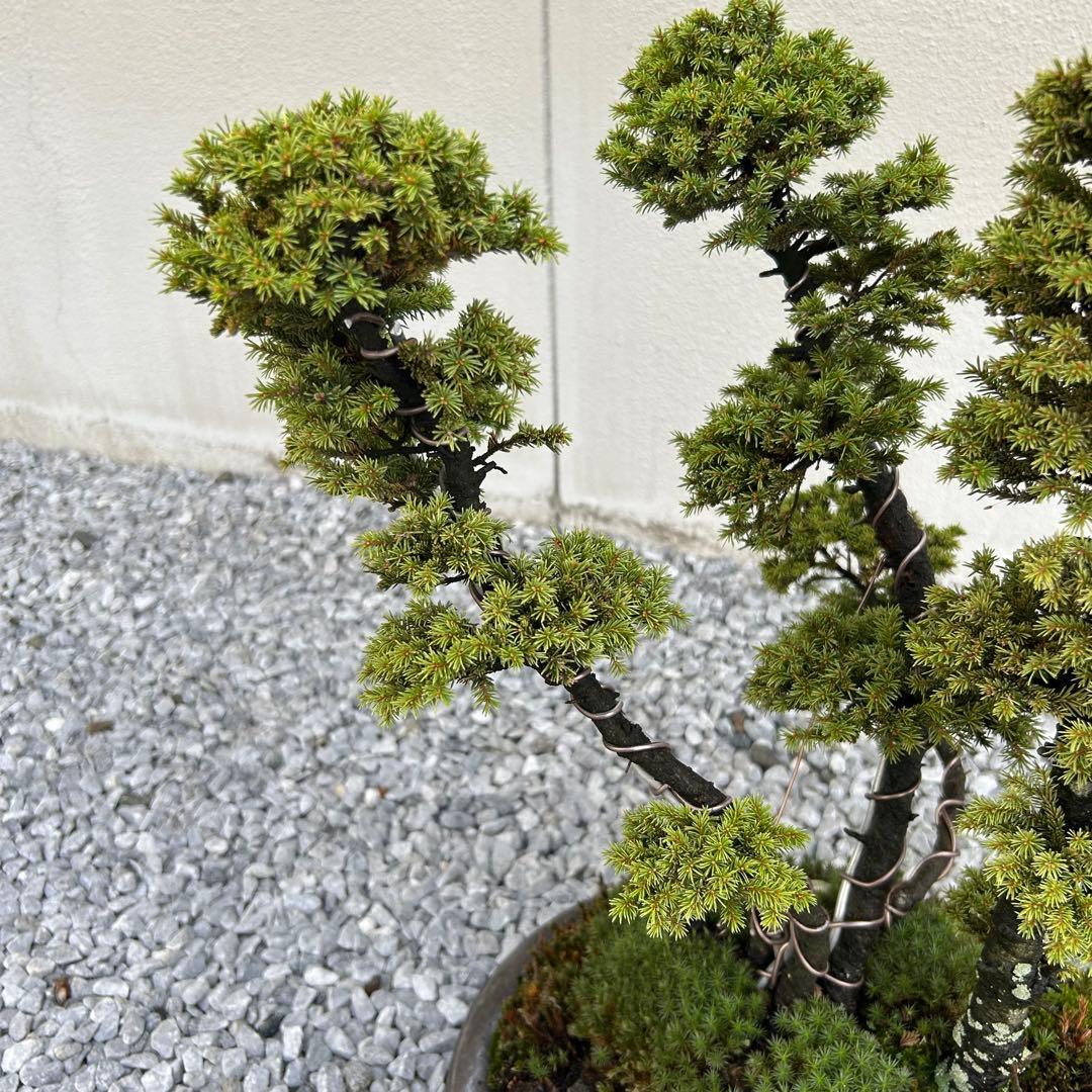 希少！5幹根連り　八房蝦夷松　中品盆栽　北海道産　エゾ松