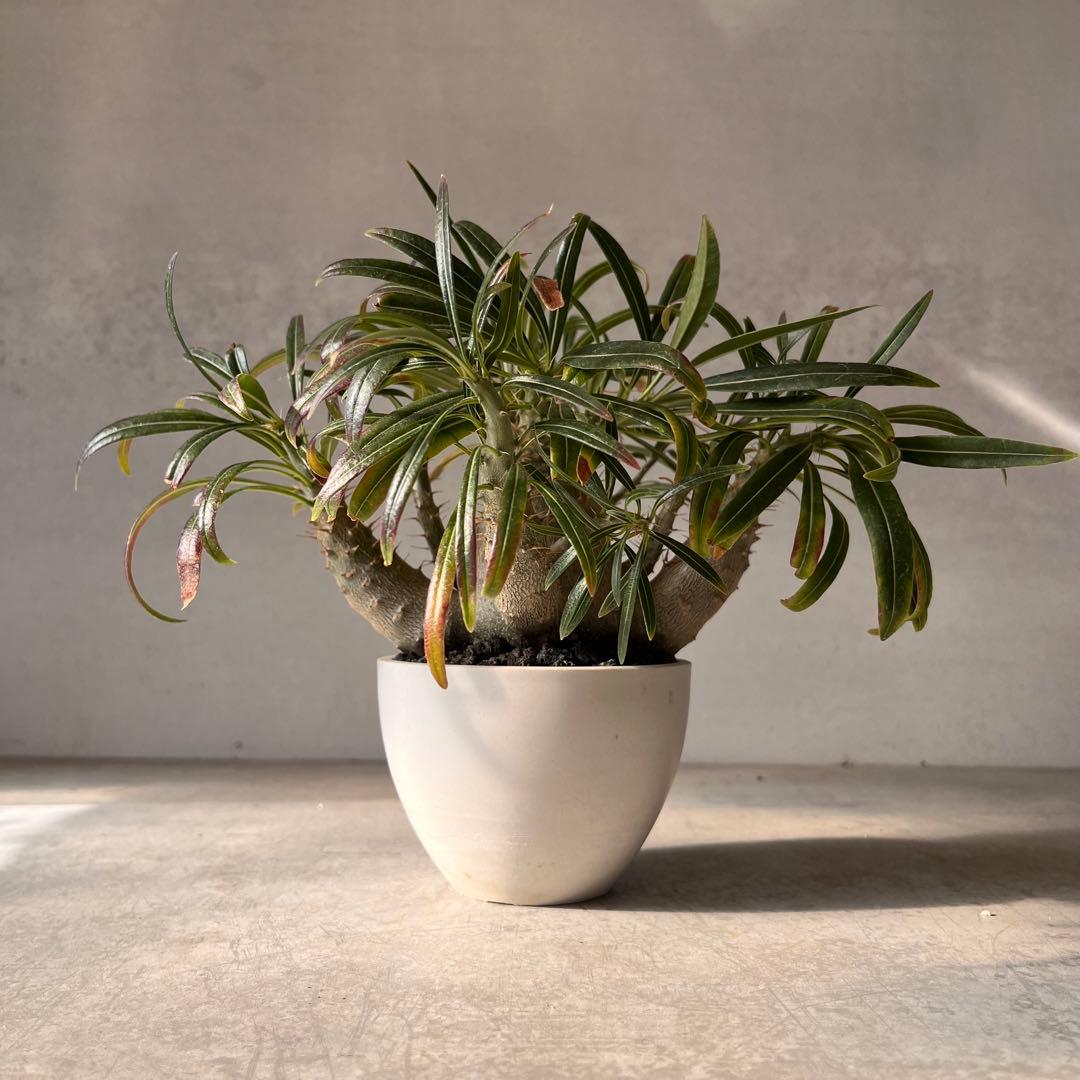 吉*ニ様 パキポディウム　グラキリス 実生株　良型　発根済