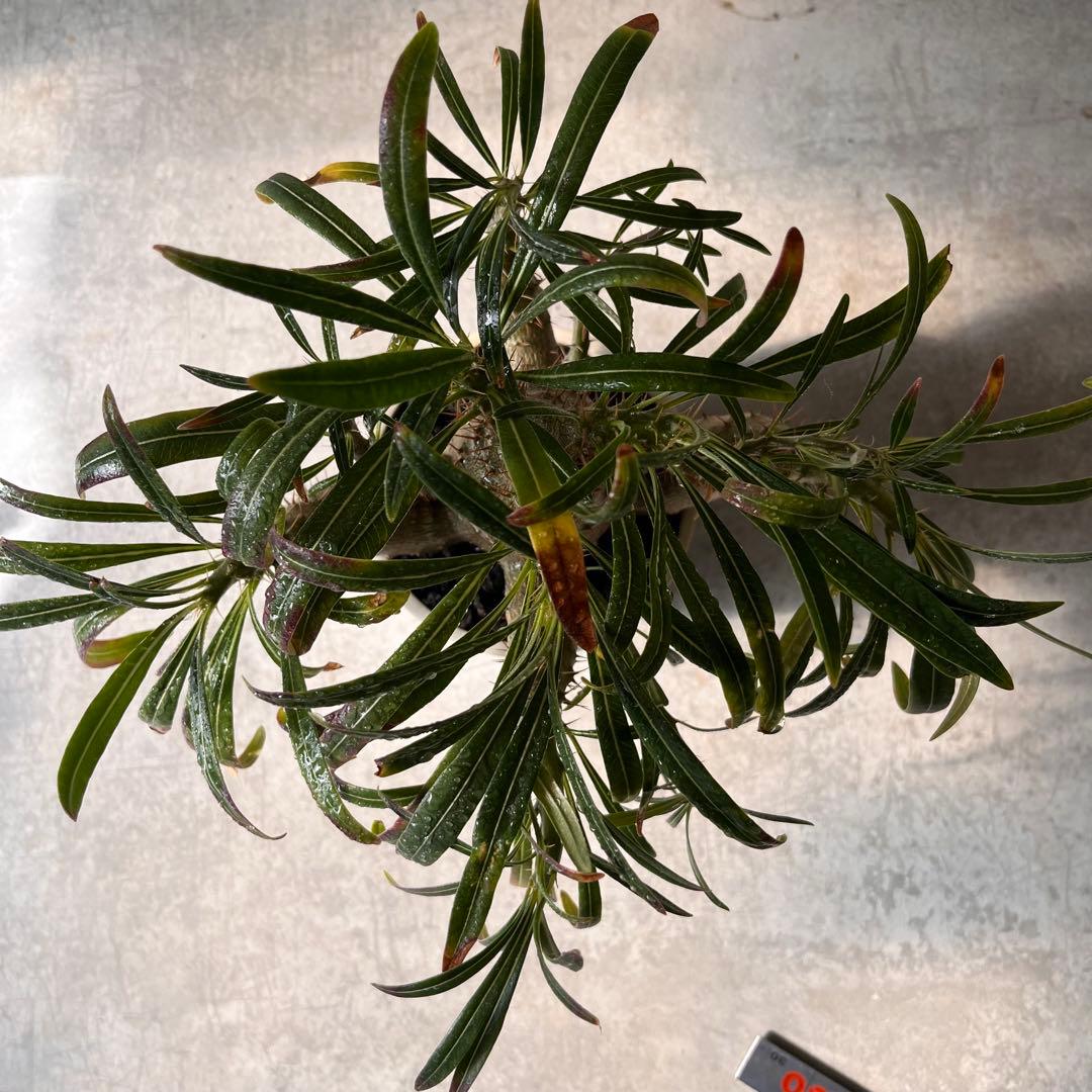 吉*ニ様 パキポディウム　グラキリス 実生株　良型　発根済