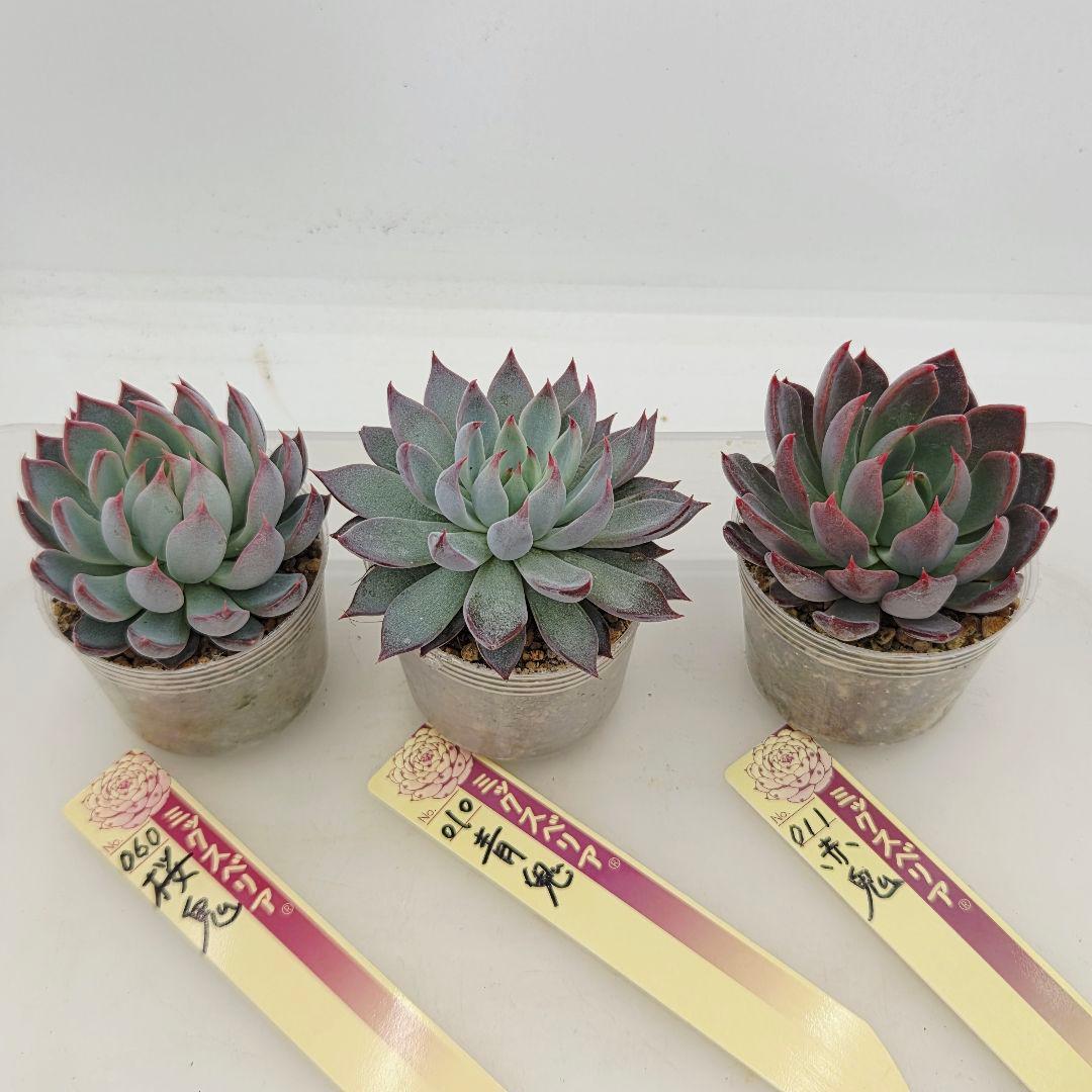 ピーマン様 赤鬼 青鬼 桜鬼 メルカリ便送料込