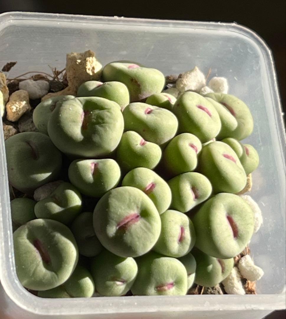 コノフィツム　pageae 群生株