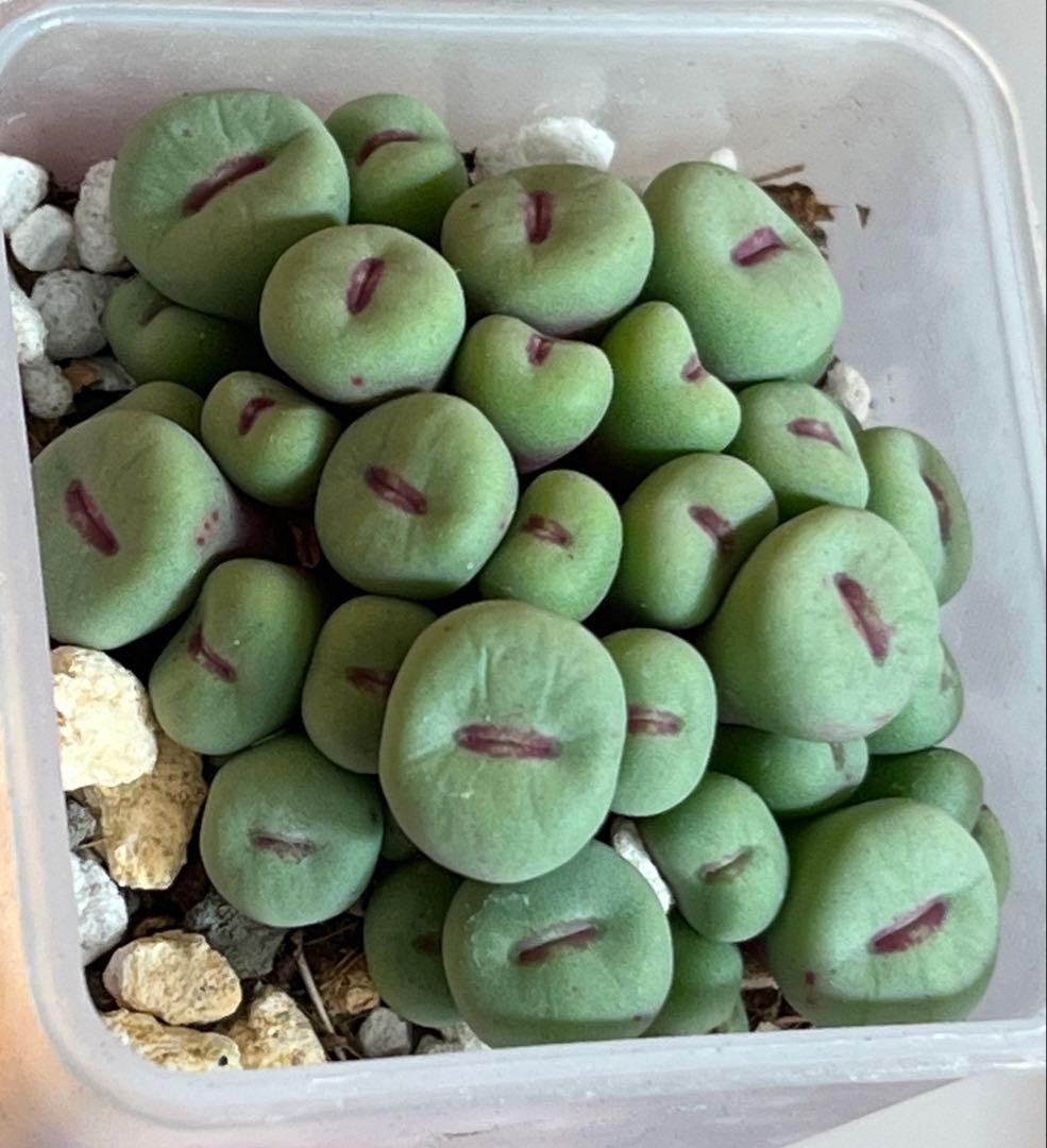 コノフィツム　pageae 群生株