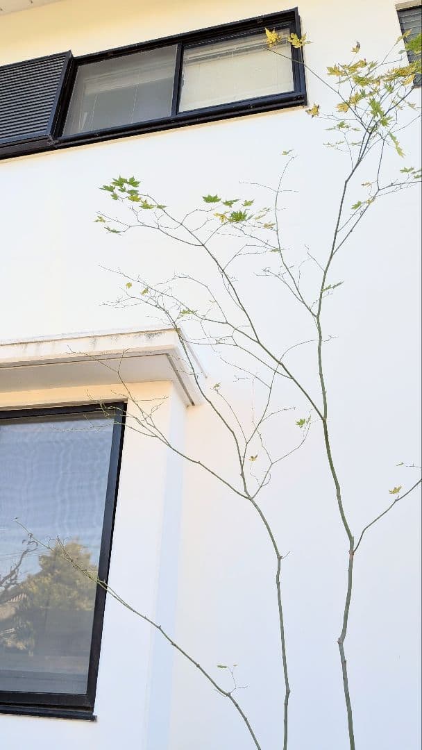 山採りコハウチワカエデ。