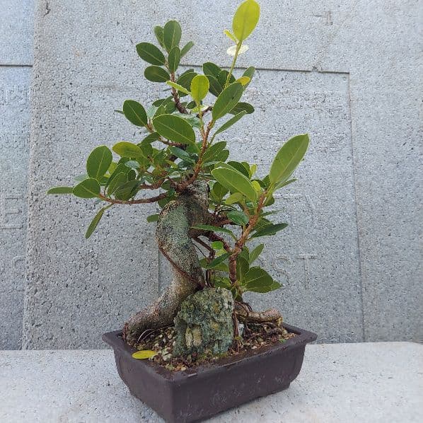 亜熱帯の樹木　パンダガジュマル　③