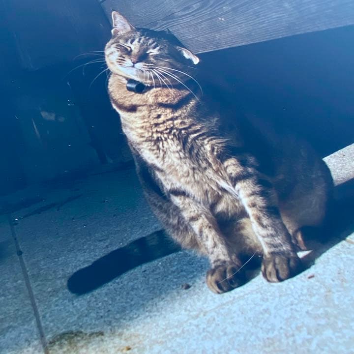 【希少】岩合光照さん　猫写真パネル！